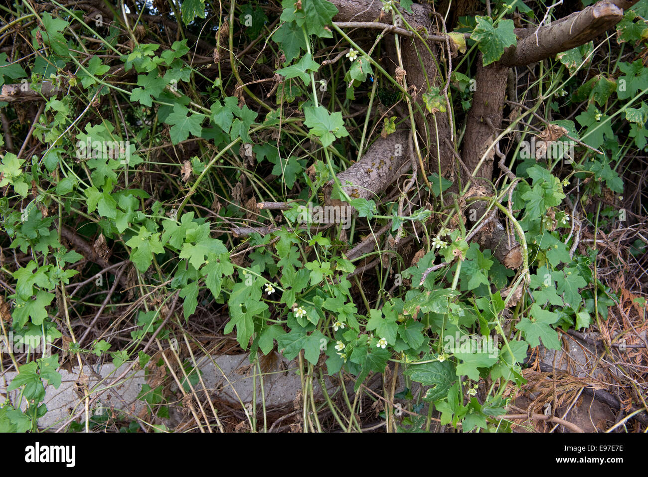 Weiße oder rote Zaunrübe Bryonia Dioica, kräftige Klettern wilde Pflanze in Blüte auf und eine alte Leylandii-Hecke Stockfoto