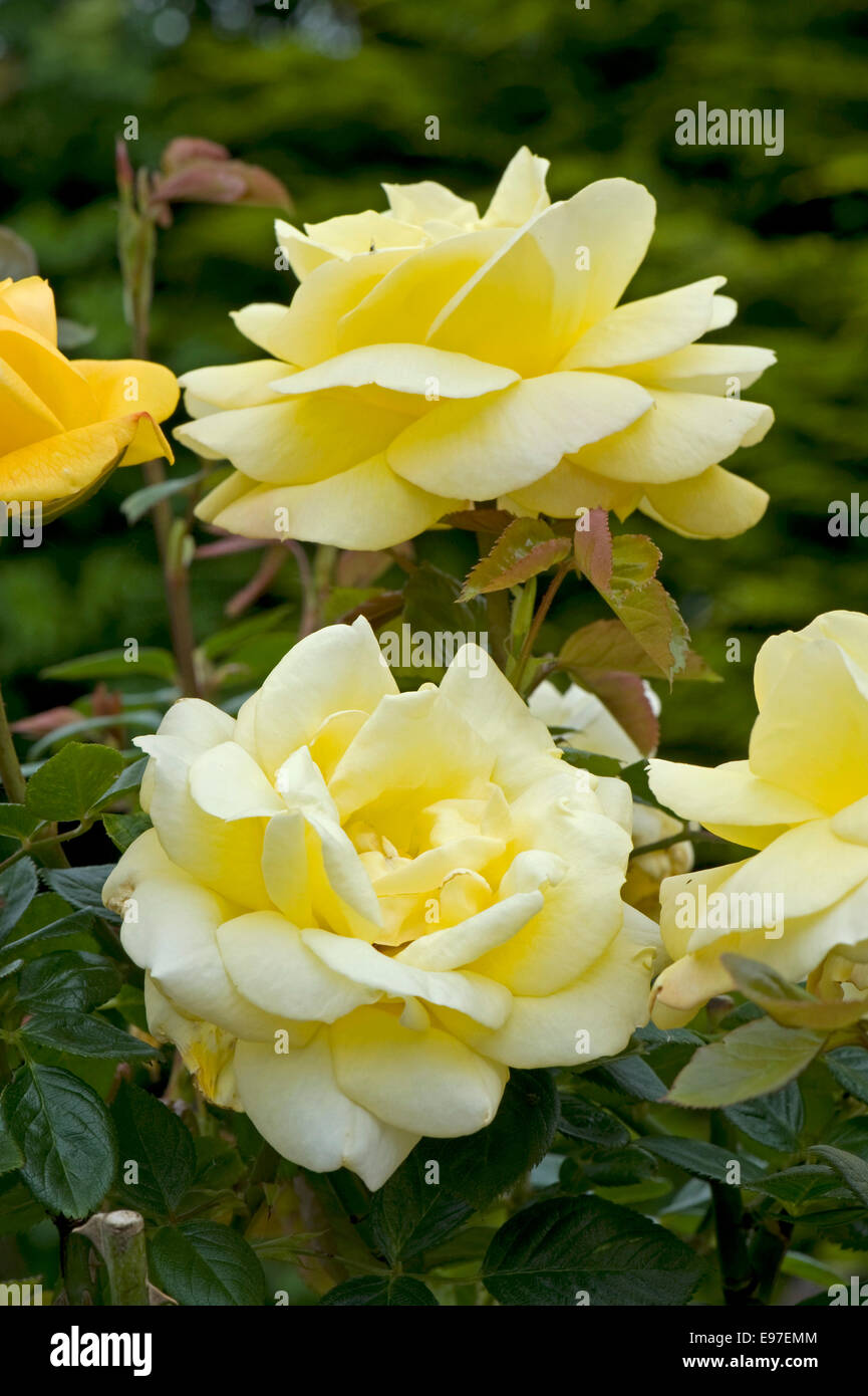 Eine duftende standard gelbe rose 'Arthur Bell' in Blüte Stockfoto