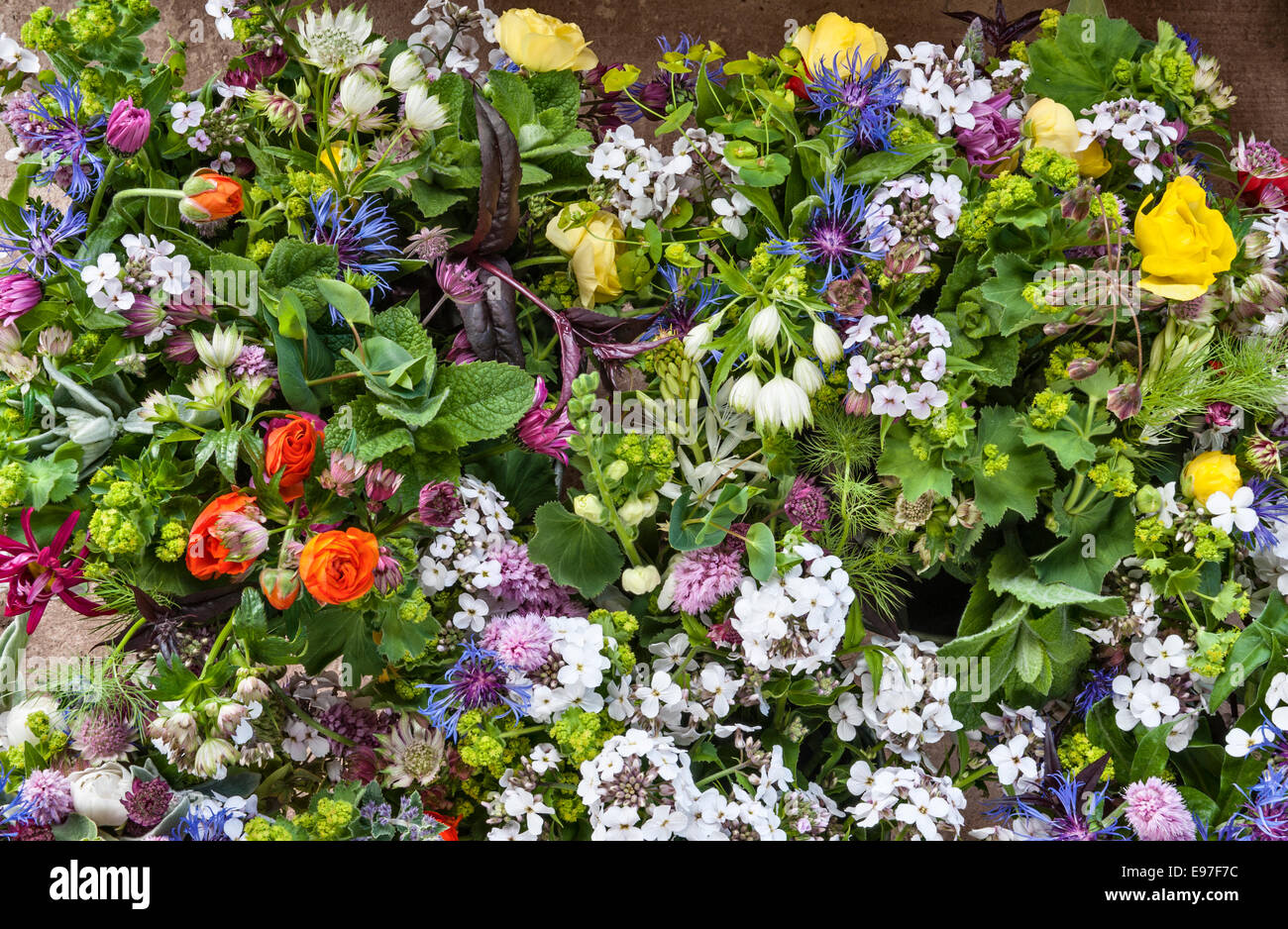 Trauben von Schnittblumen, von oben gesehen Stockfoto