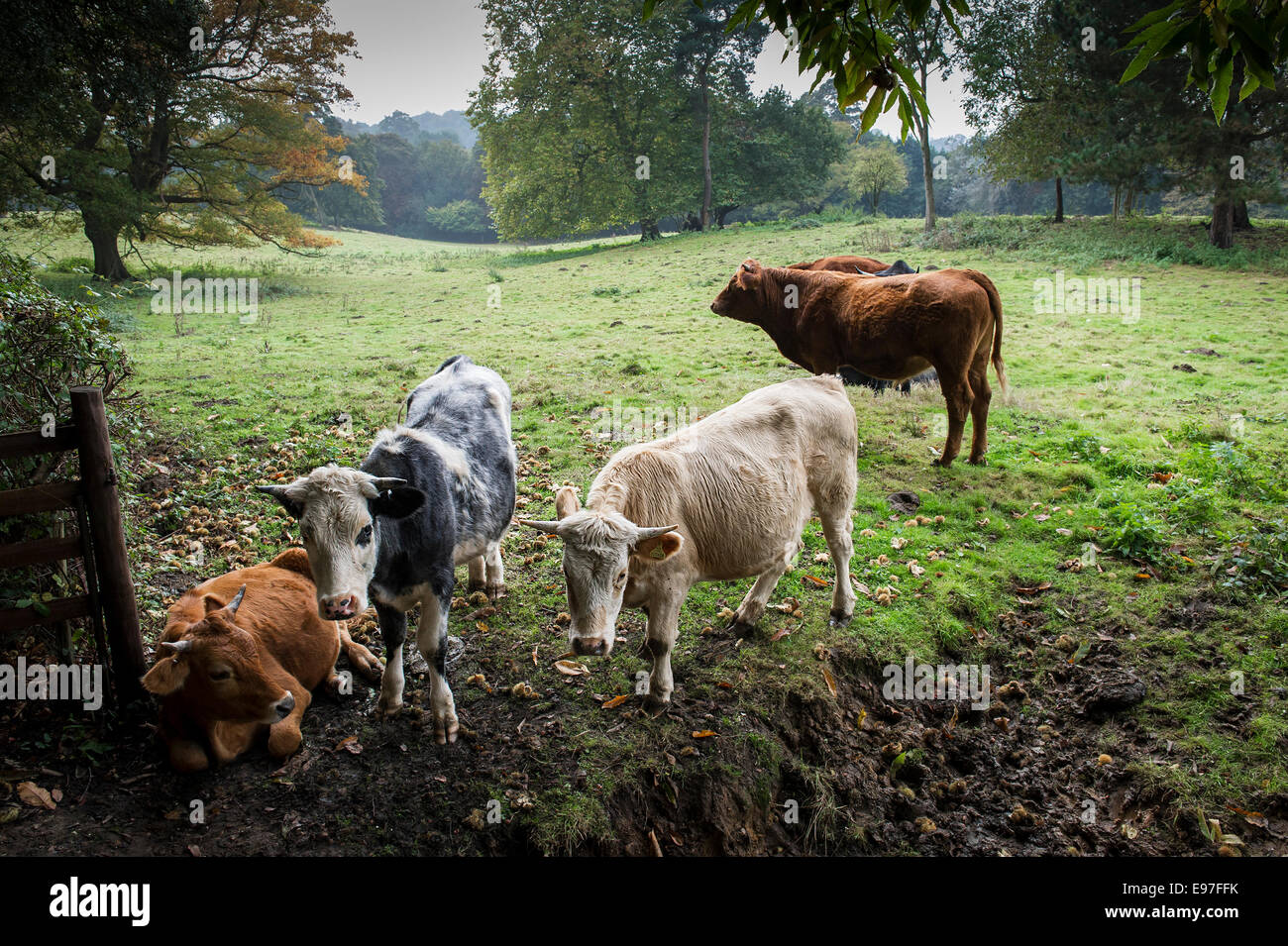 Eine kleine Herde Vieh in einem Feld bei Warley in Essex. Stockfoto