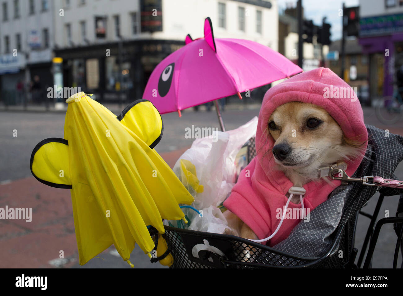 Cindy süße Chihuahua, sitzen in ihrem Besitzer Fahrradkorb ihr Hoodie  tragen, während sie unten Bethnal Green Road, London fahren Stockfotografie  - Alamy