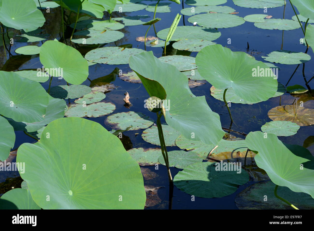 Lotus-Teich mit Grün und Rusty Blätter im Sonnenlicht Stockfoto