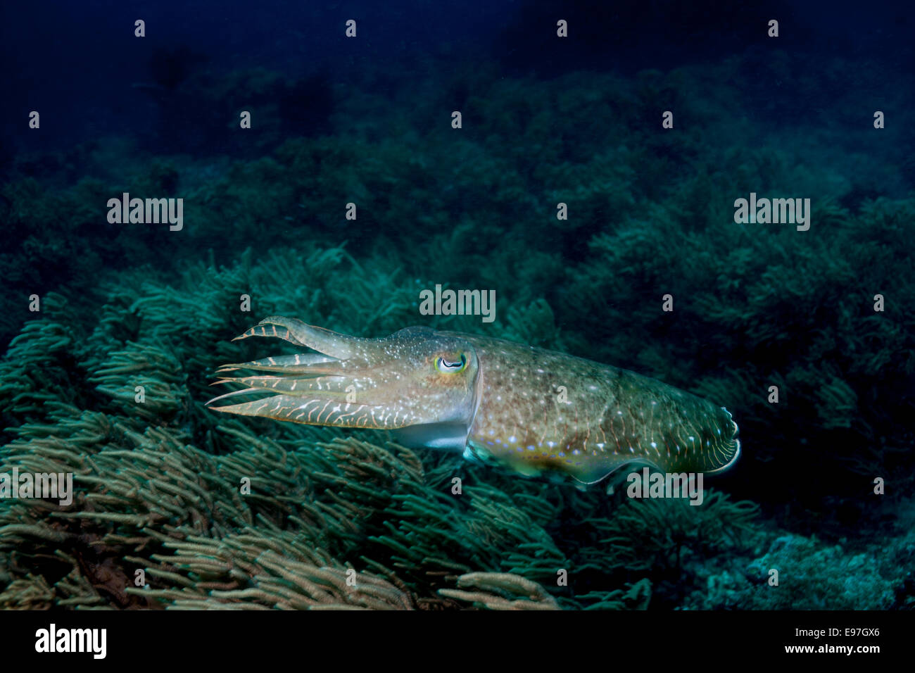 Tintenfisch in Midwater über ein Korallenriff. Stockfoto