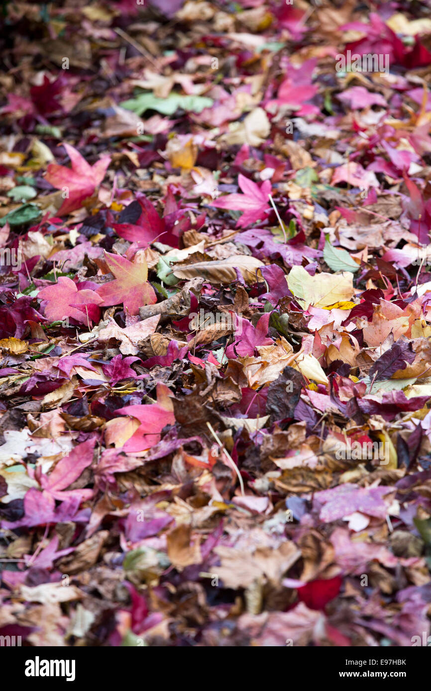 Herbstlaub, herbstlich bunte Pflaster gefallenen Herbst Stockfoto