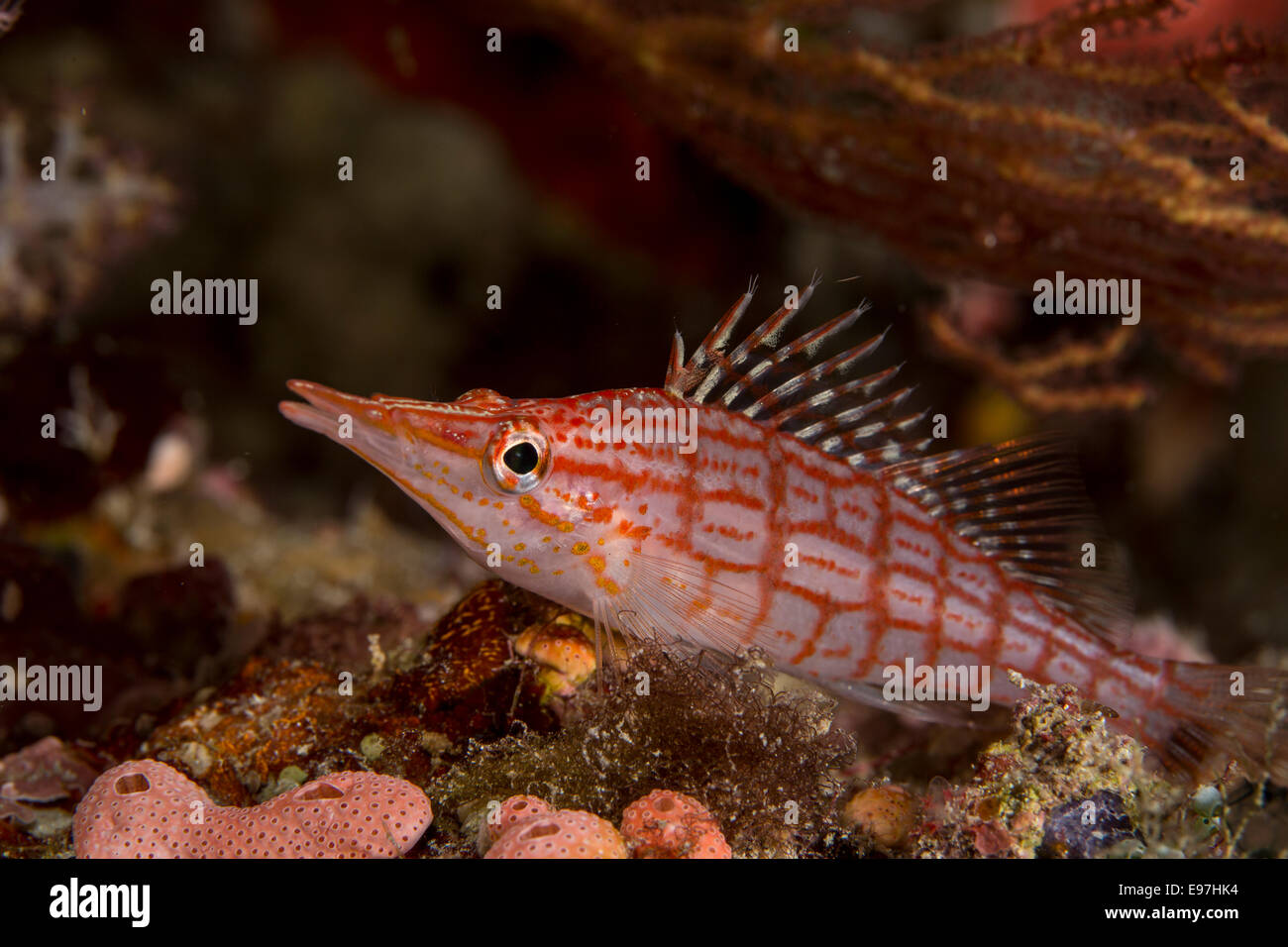 Nahaufnahme des Longnose hawkfish Stockfoto