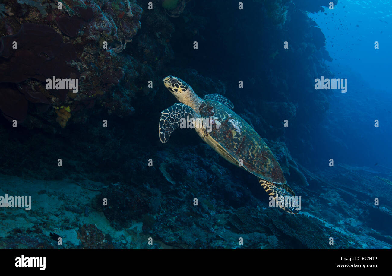 Echte Karettschildkröte schwimmt ins blaue. Stockfoto