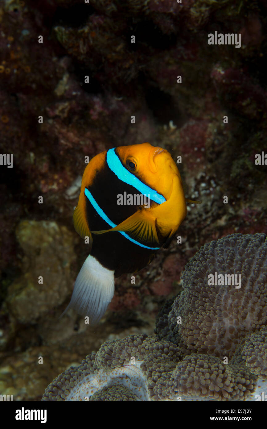 Nahaufnahme von einem Orange finned Anemonenfische und seine "Host Anemone. Stockfoto