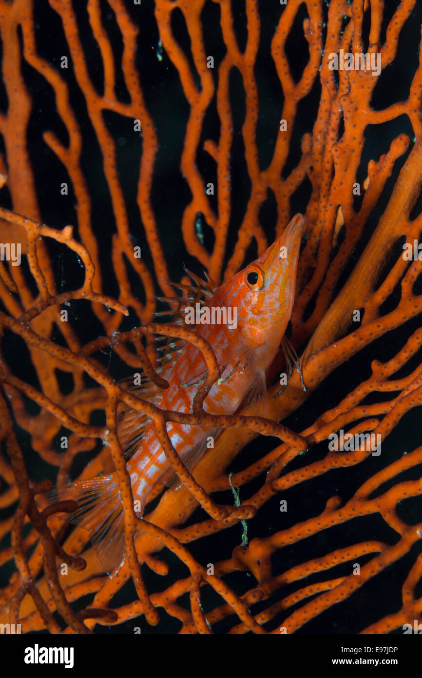 Nahaufnahme einer Longnose Hawkfish thront auf einer Gorgonie. Stockfoto