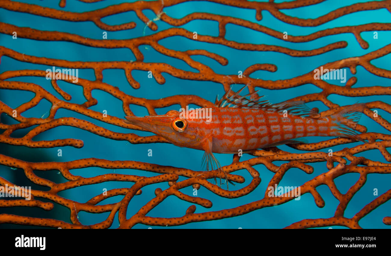 Nahaufnahme einer Longnose Hawkfish thront auf einer Gorgonie. Stockfoto
