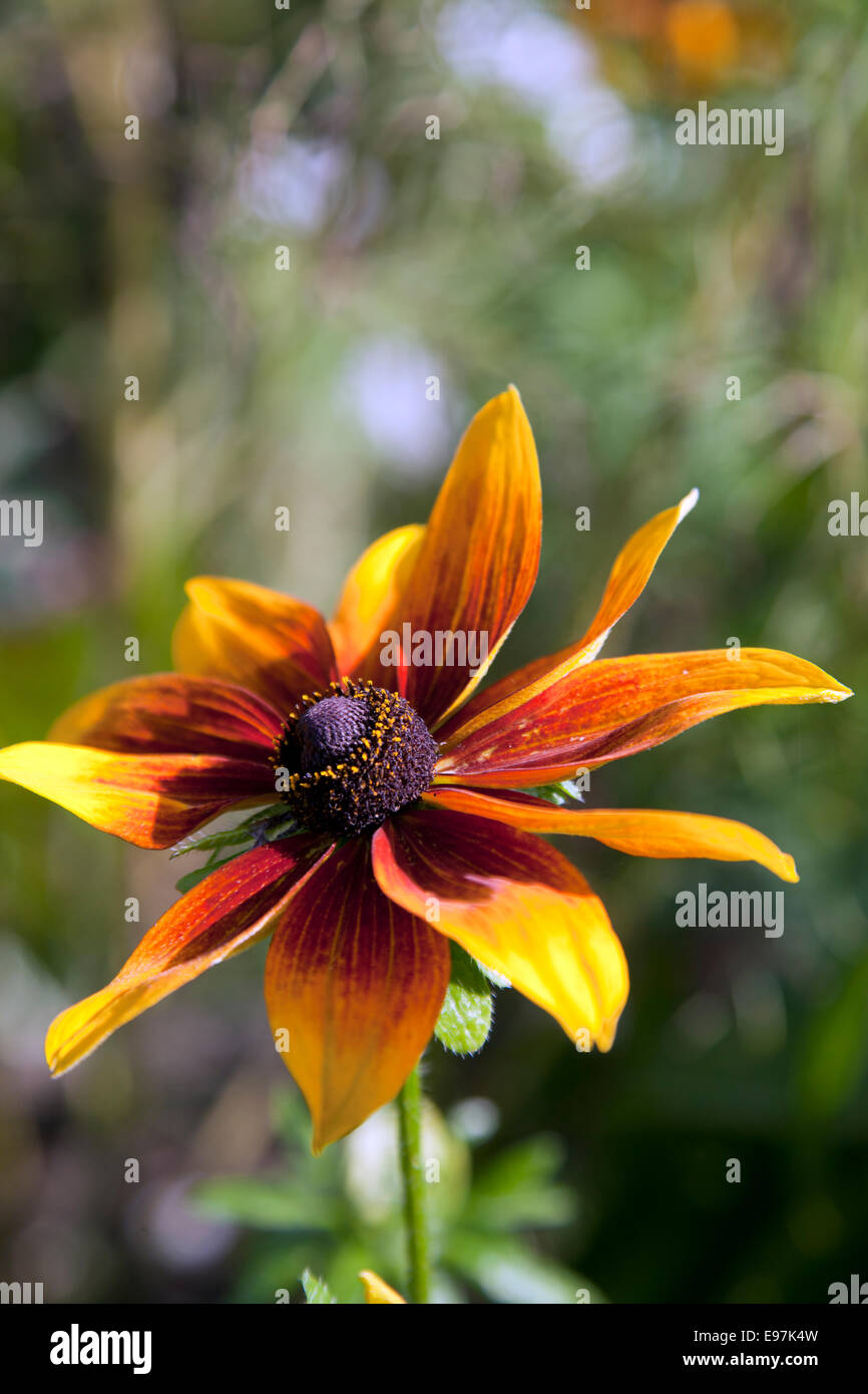 Rudbeckia Hirta, "Gloriosa" Daisy Flower Head Stockfoto