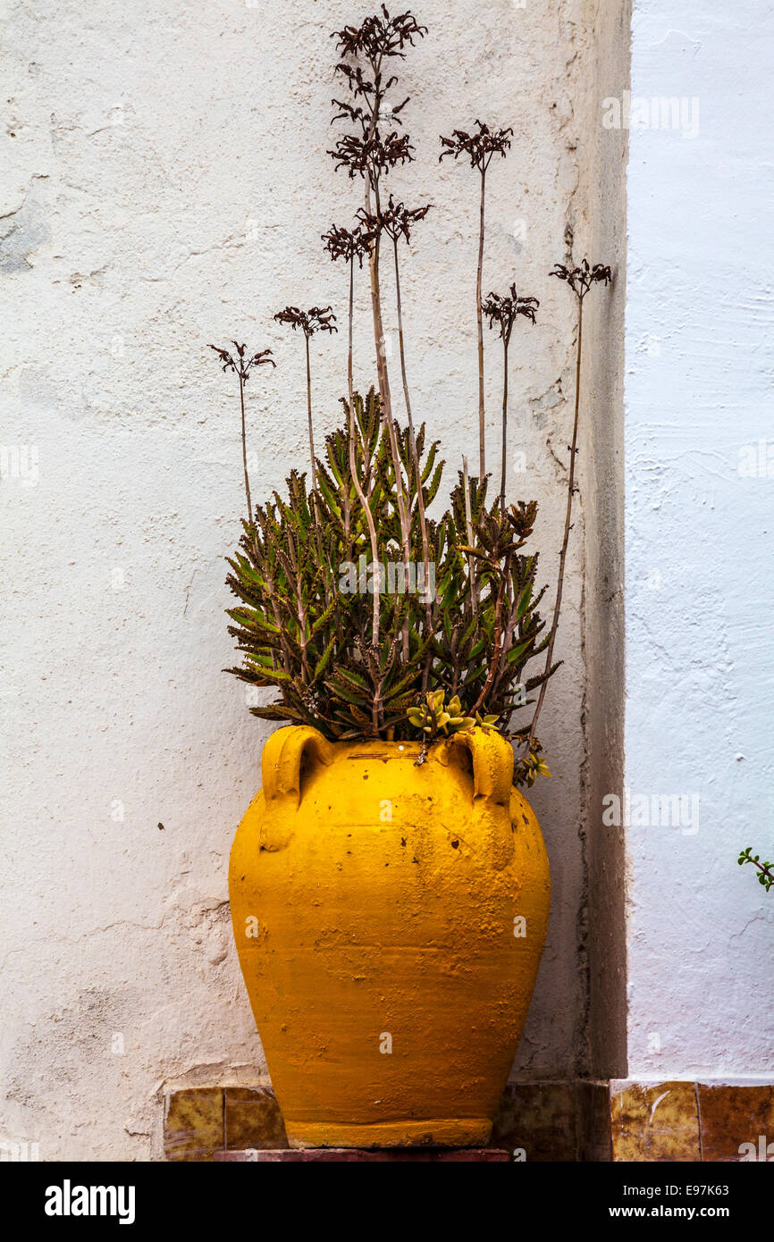 Ein Kaktus in einen Tontopf vor einem weiß getünchten Haus in Sidi Bou Said, Tunesien. Stockfoto