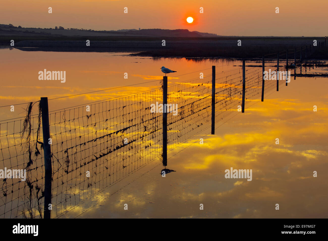 Black-headed Möwen Larus ridibundus im Winter Gefieder in Silhouette bei Sonnenuntergang Stockfoto