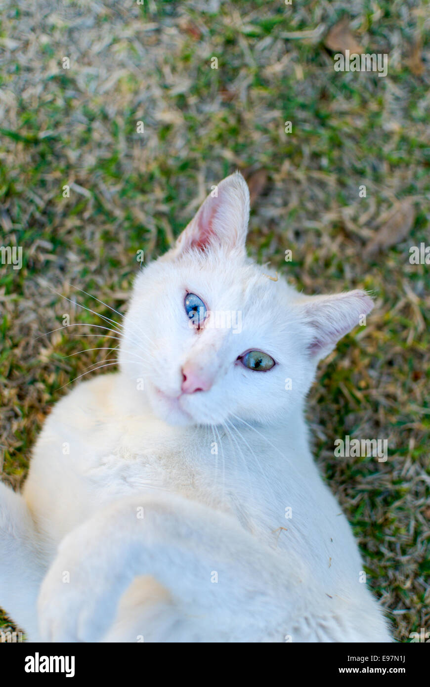 Weiße Katze mit blauen Augen Stockfoto