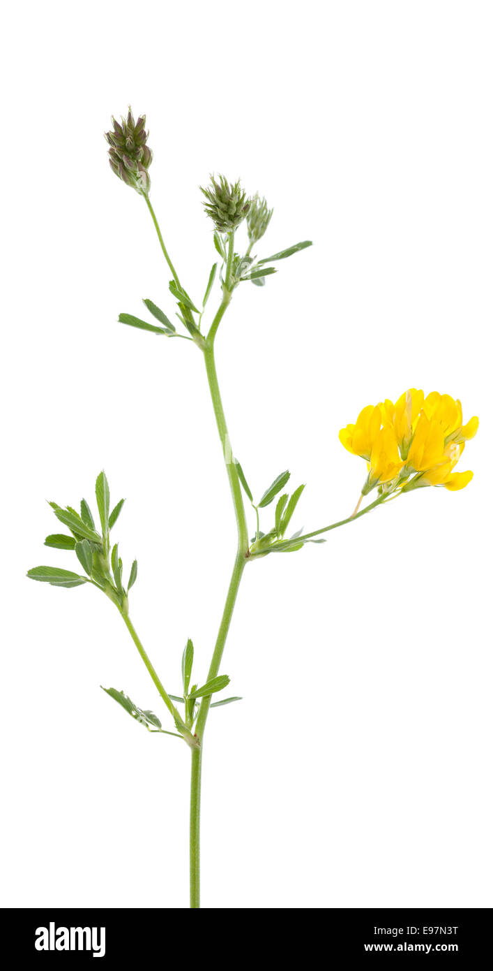 einzelne Blume Luzern (Medicago Falcata) auf weißem Hintergrund Stockfoto