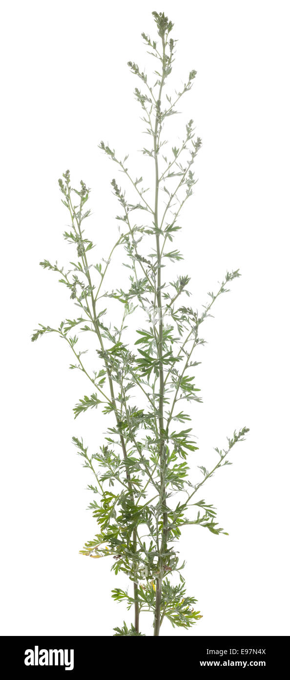 Frische grüne Wermut Artemisia Absinthium auf weiß ...