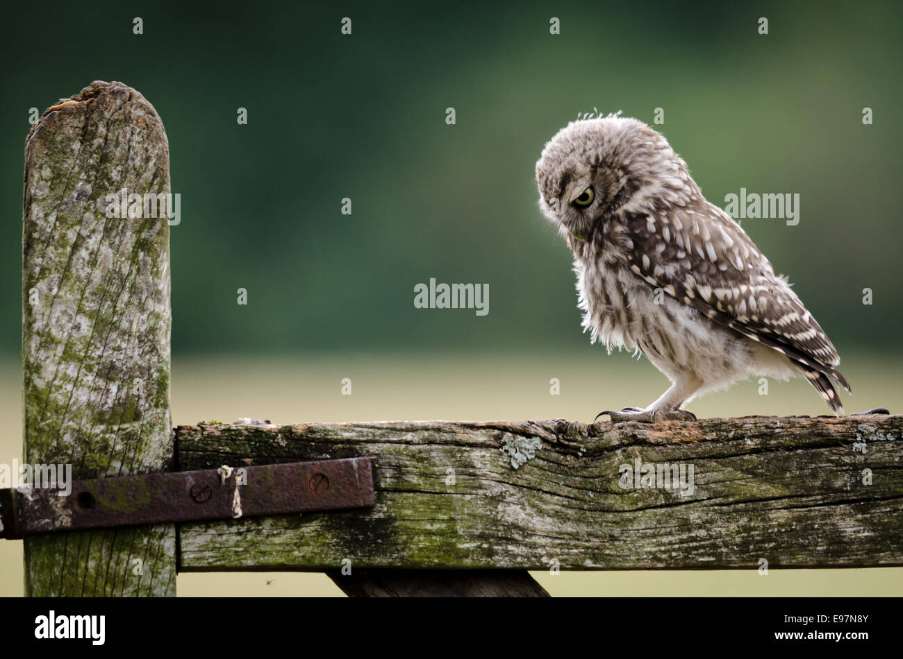 Britische Vogelfeder Fotos Und Bildmaterial In Hoher Aufl sung Alamy britische-vogelfeder-fotos-und-bildmaterial-in-hoher-aufl-sung-alamy