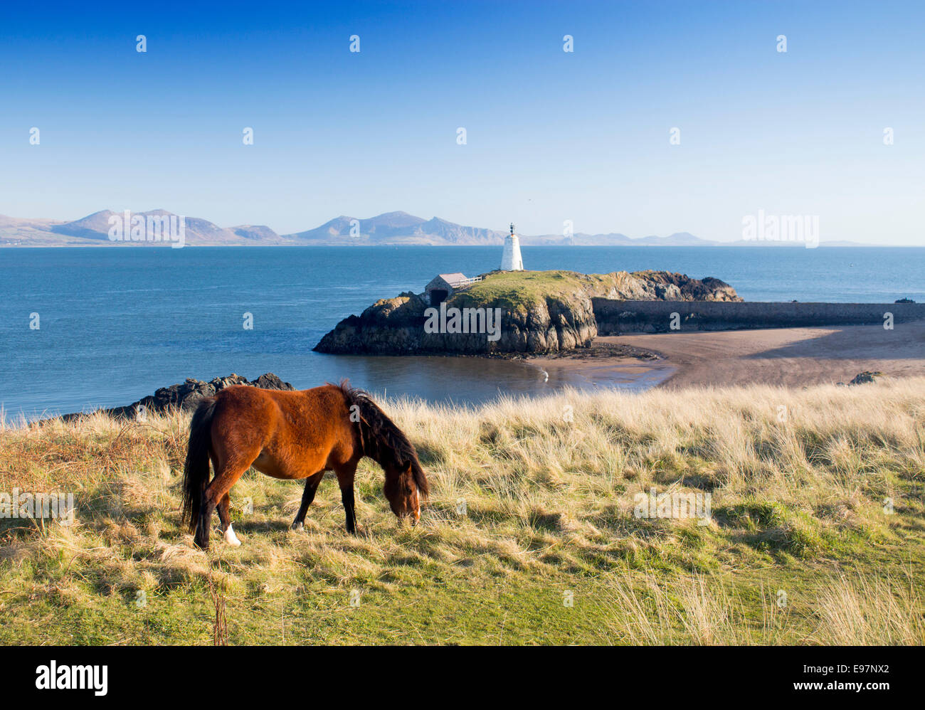 Llanddwyn Insel Anglesey Wales UK Nordstrand Leuchtturm Pony Weiden mit Blick auf die Berge der Halbinsel Llyn Stockfoto