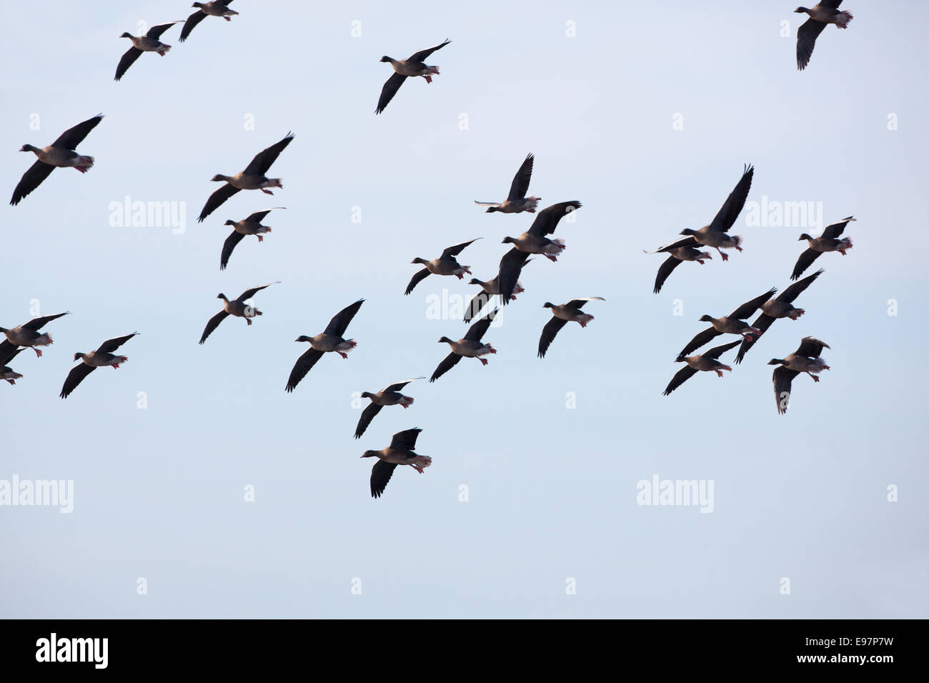 Pink-footed Gänse (Anser Brachyrhynchus).  Überwinternde Gänse absteigend. Martin Mere. WWT, Burscough, Lancashire. England Stockfoto