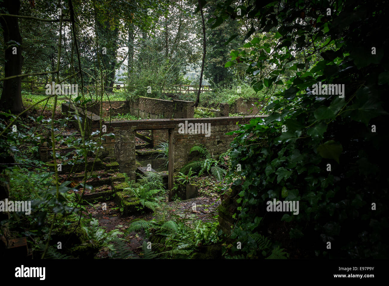 Verlassene und verfallene Gebäude Warley in Essex statt.  Der Garten des Hauses der Gärtner Miss Ellen Wilmott. Stockfoto