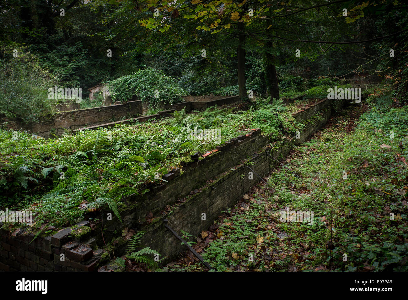 Verlassene und verfallene Gebäude Warley in Essex statt.  Der Garten des Hauses der Gärtner Miss Ellen Wilmott. Stockfoto