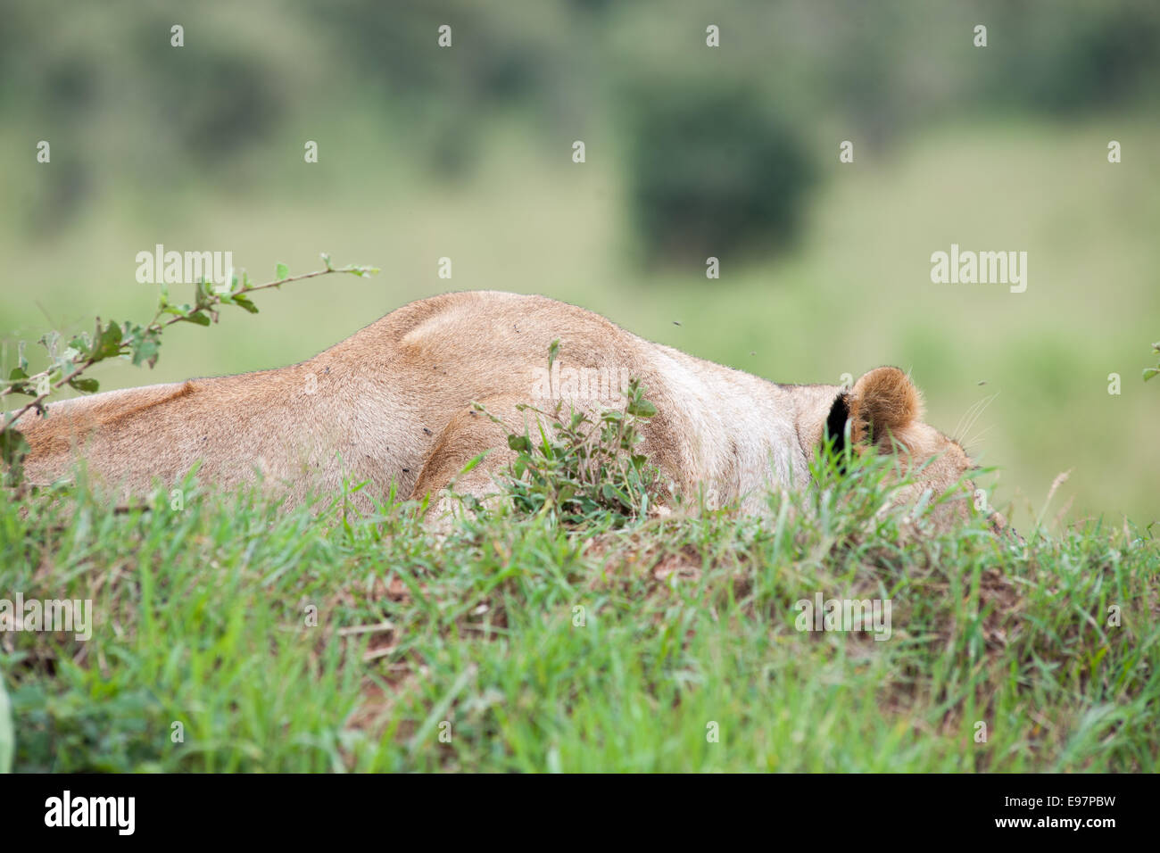 Löwe der König der Savanne Afrikas Stockfoto