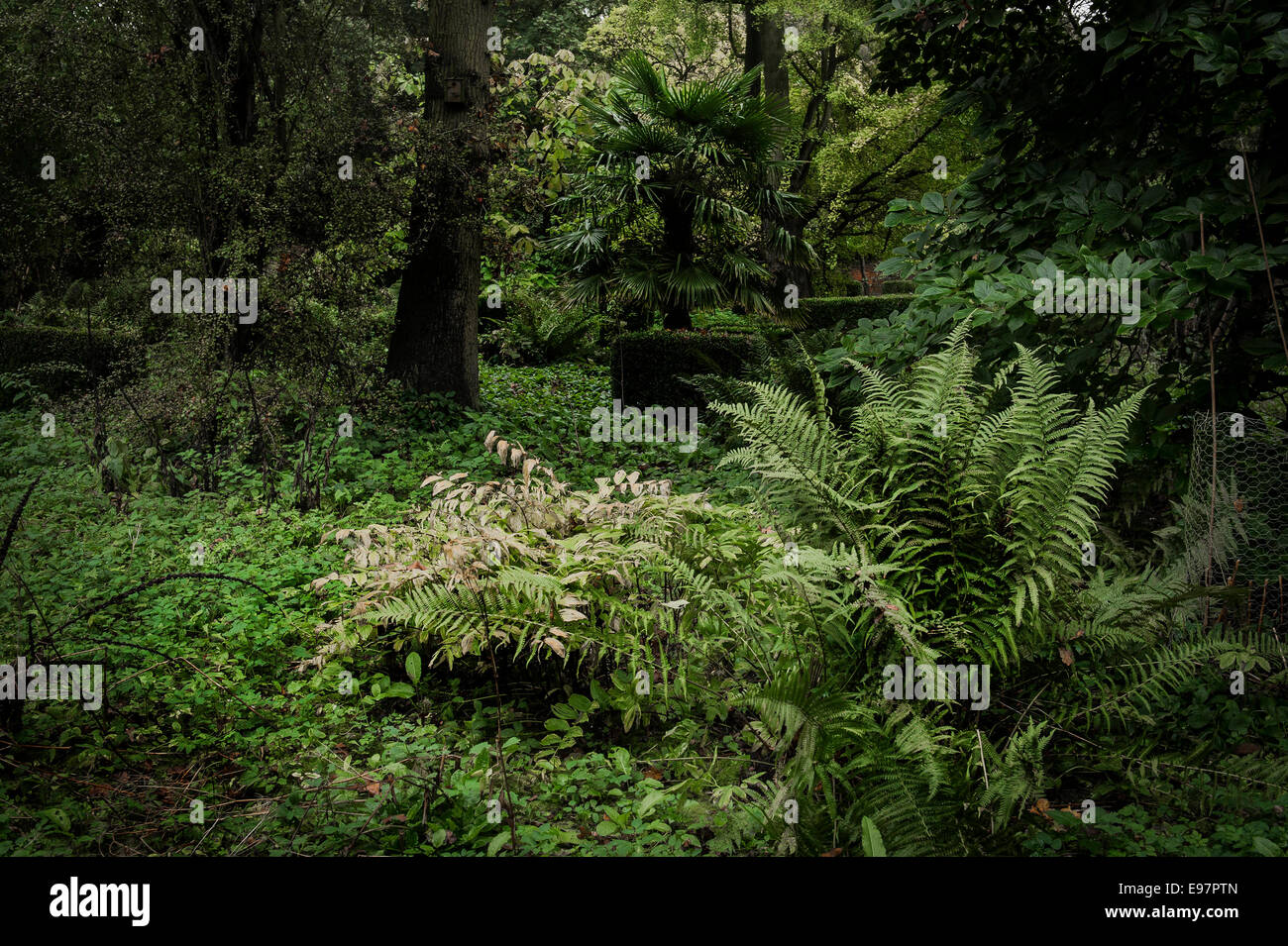 Die überwucherten und ummauerten Garten Warley in Essex. Der Garten des Haus der Gärtner Miss Ellen Wilmott. Stockfoto