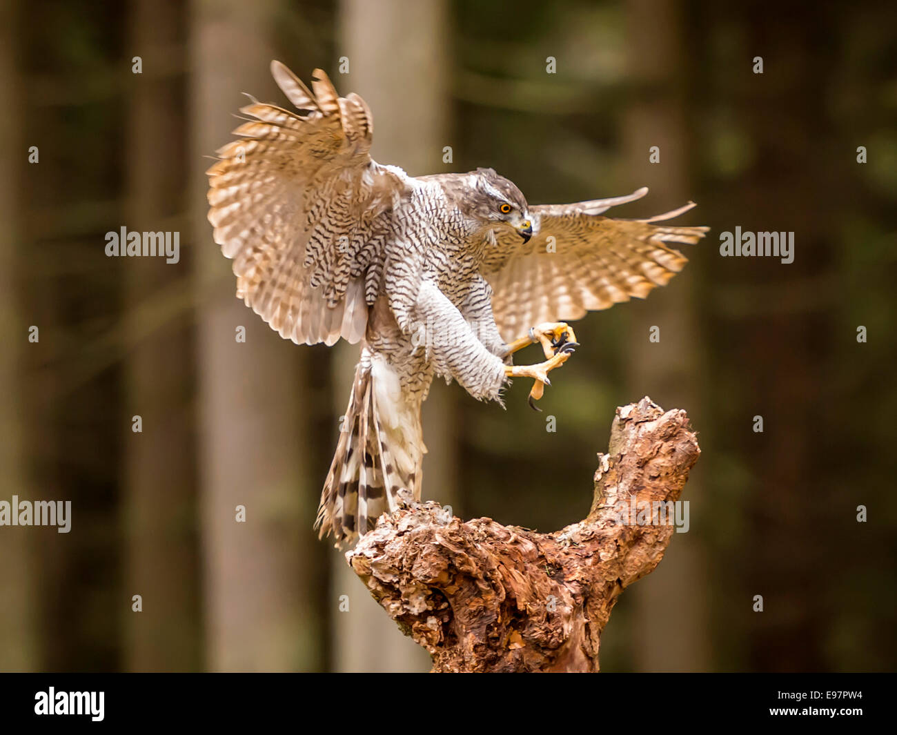 Nördlichen Habicht [Accipter Gentilis] während des Fluges in einem Wald Wald auf einen Baum Stub landen. Stockfoto