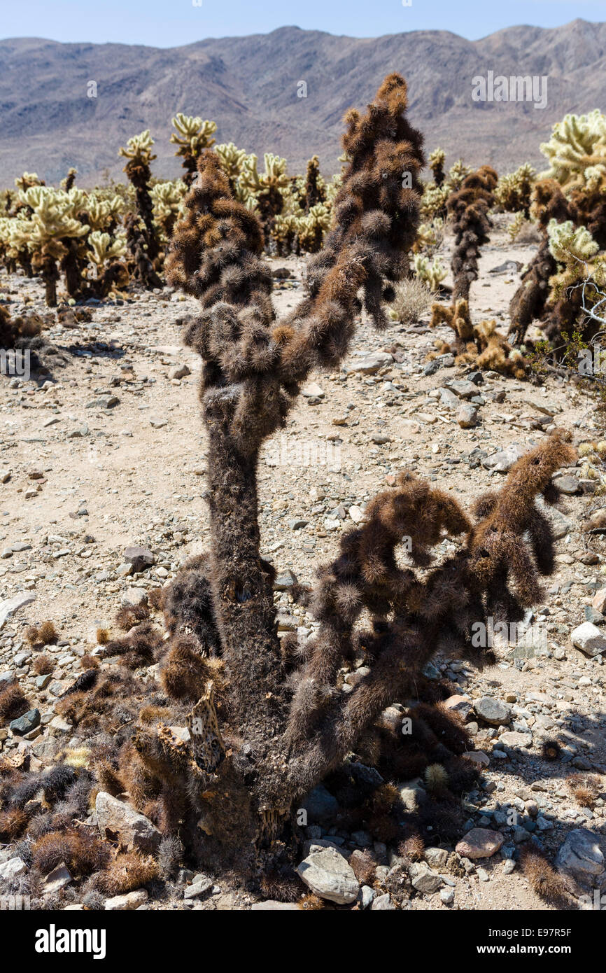 Verbrannte Cholla Cactus (Cylindropuntia Bigelovii) in Cholla Cactus Garden, Joshua Tree Nationalpark, Kalifornien, USA Stockfoto