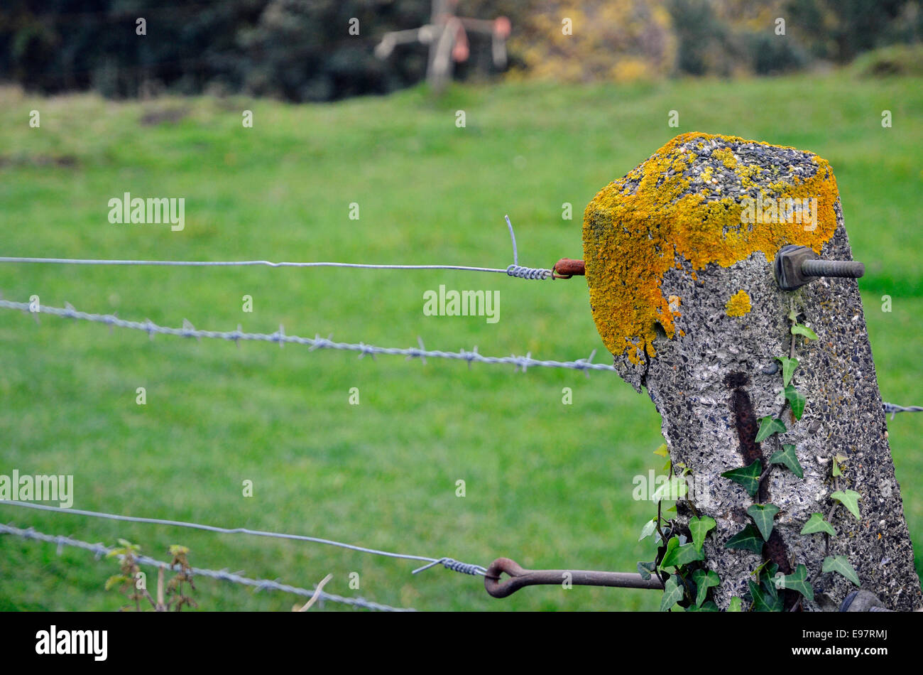Orange-gelbe Flechten wachsen auf der Oberseite eine alte Betonzaun Post neben einem Gleis. Stockfoto