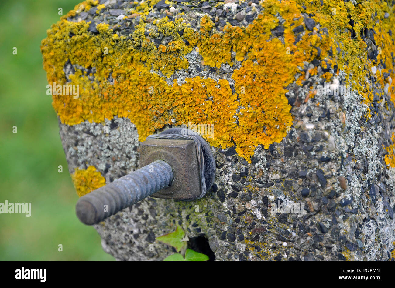 Orange-gelbe Flechten wachsen auf der Oberseite eine alte Betonzaun Post neben einem Gleis. Stockfoto
