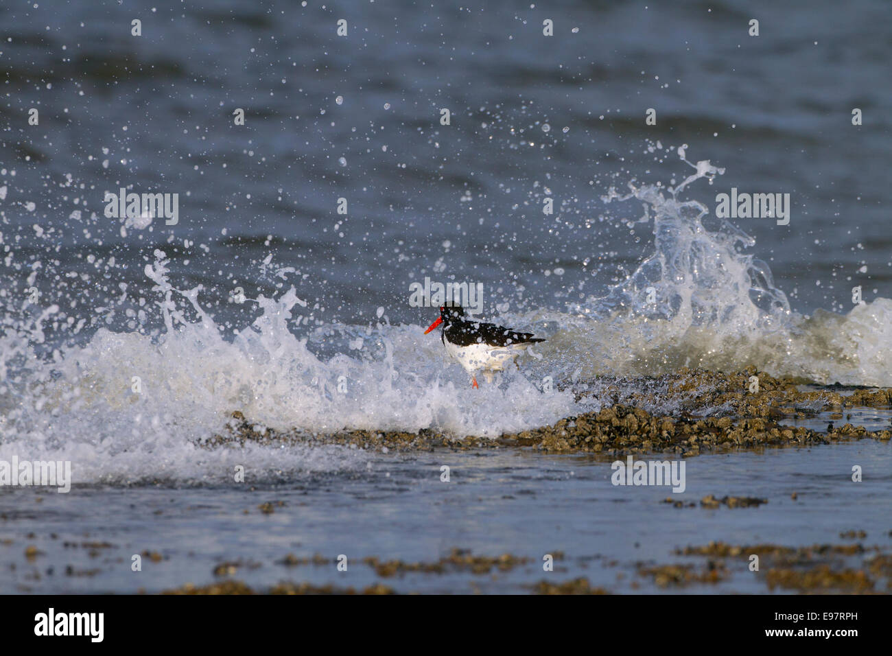 Austernfischer Haematopus ostralegus Fütterung als Gezeiten liegender Stockfoto