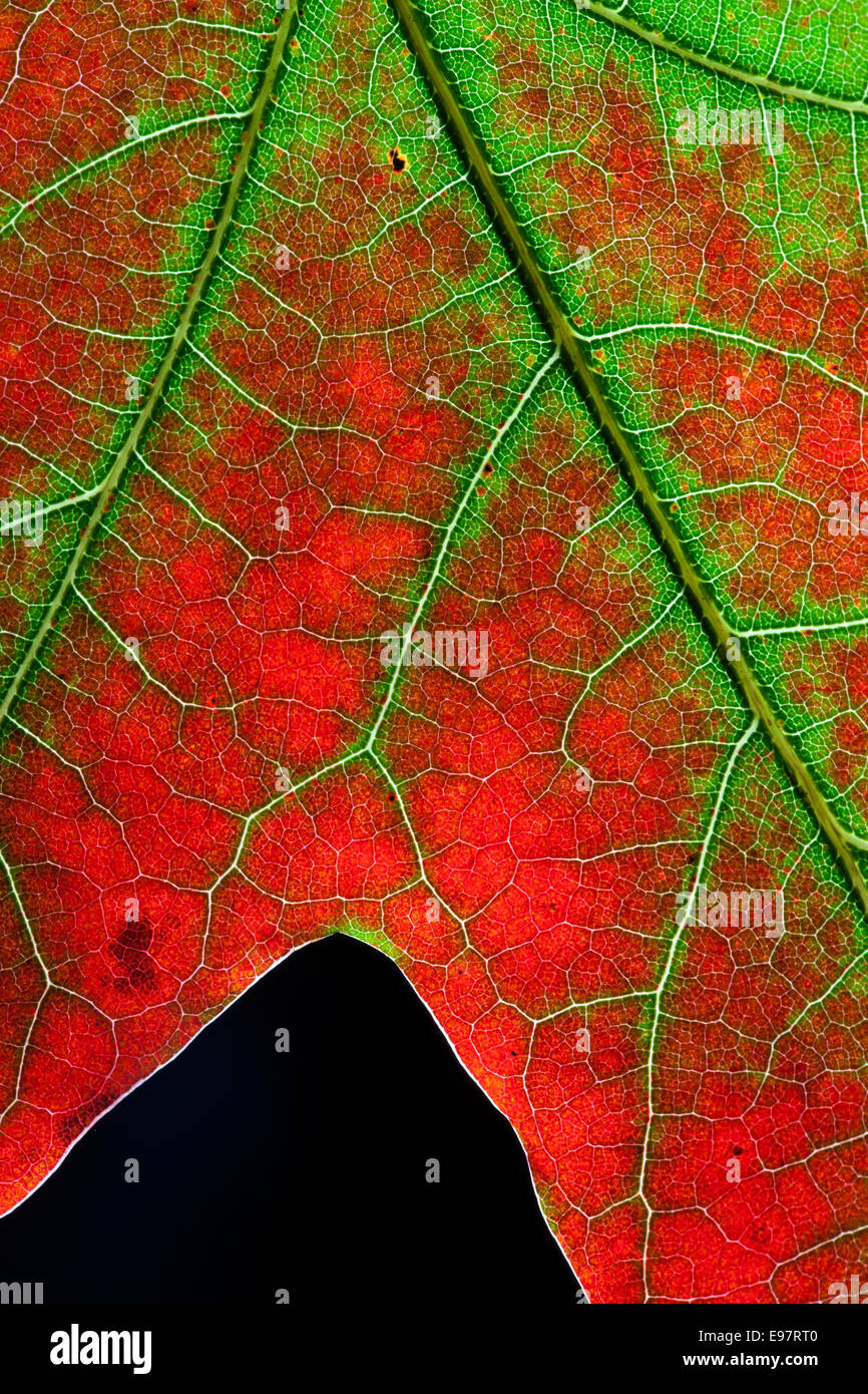 Nahaufnahme der Blätter der Roteiche Quercus Rubra im Herbst Stockfoto