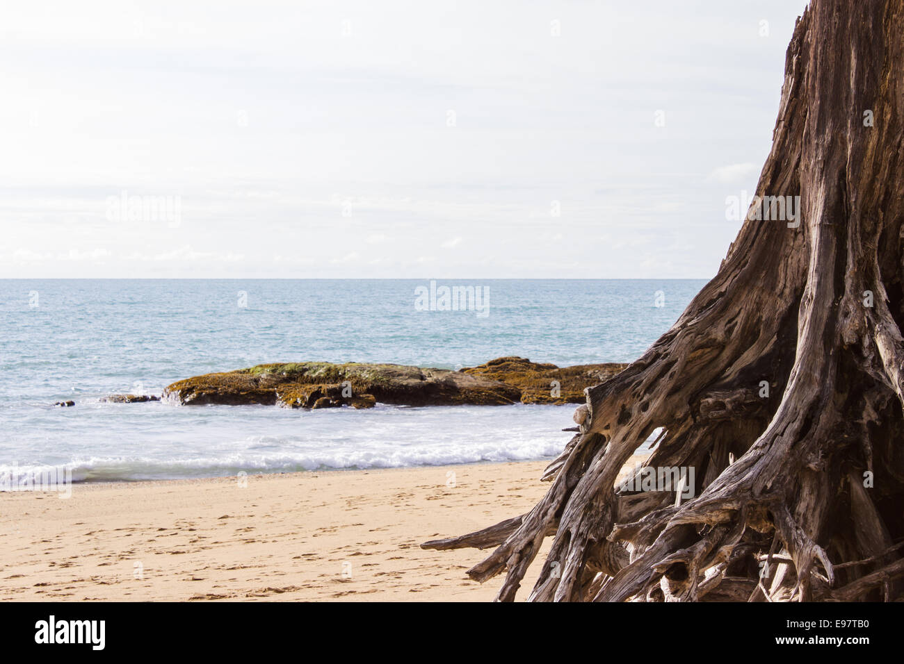 einsamen Strand mit den vom Tsunami zerstörten Baum Stockfoto