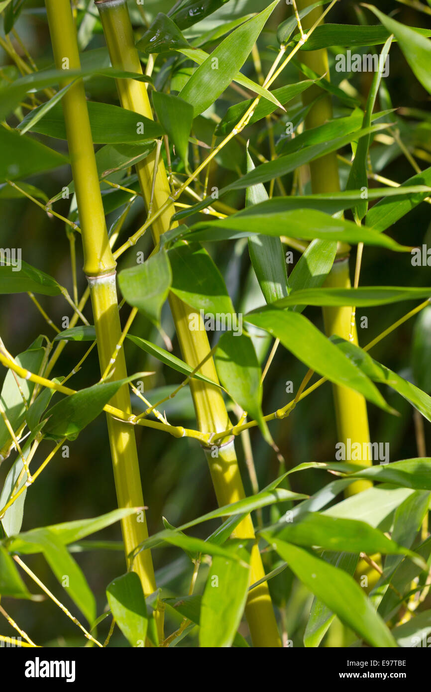 Bambuszweigen in einem Garten Stockfoto