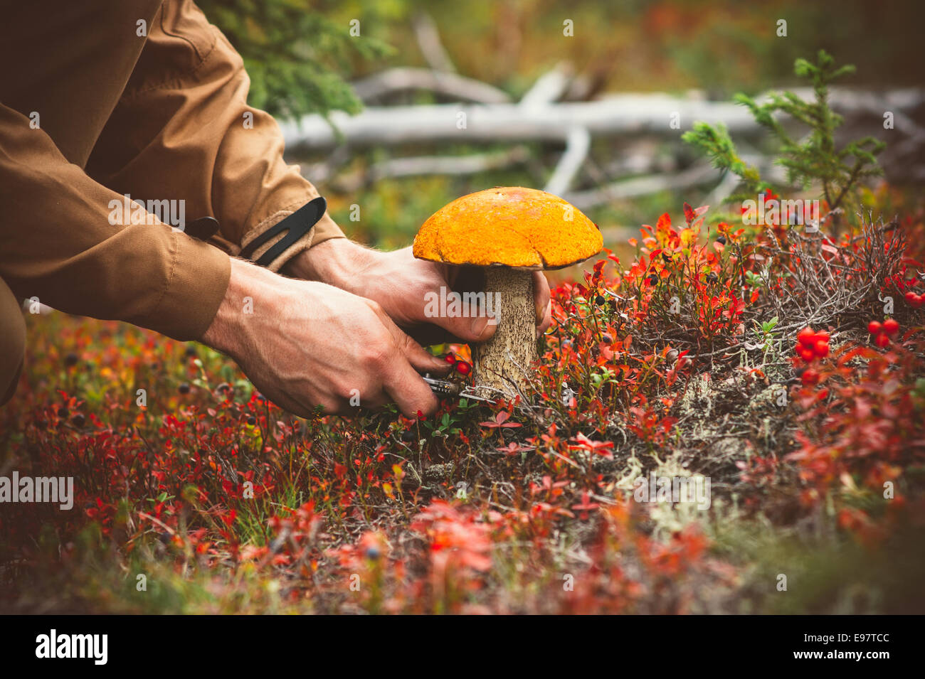 Mannhände Kommissionierung Pilz orangefarbene Kappe Steinpilzen frische Bio-Lebensmittel gesunde Lebensweise Wald Natur auf Hintergrund Stockfoto