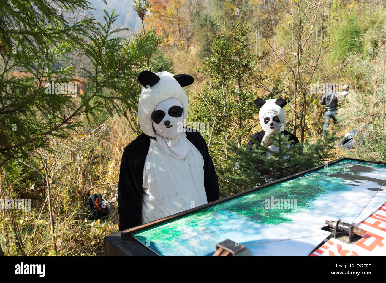 Chinas Riesen Panda Research Center löst eine in Gefangenschaft geboren Panda namens Zhang Xiang (Thinking of Hope ") in Liziping Natur R Stockfoto