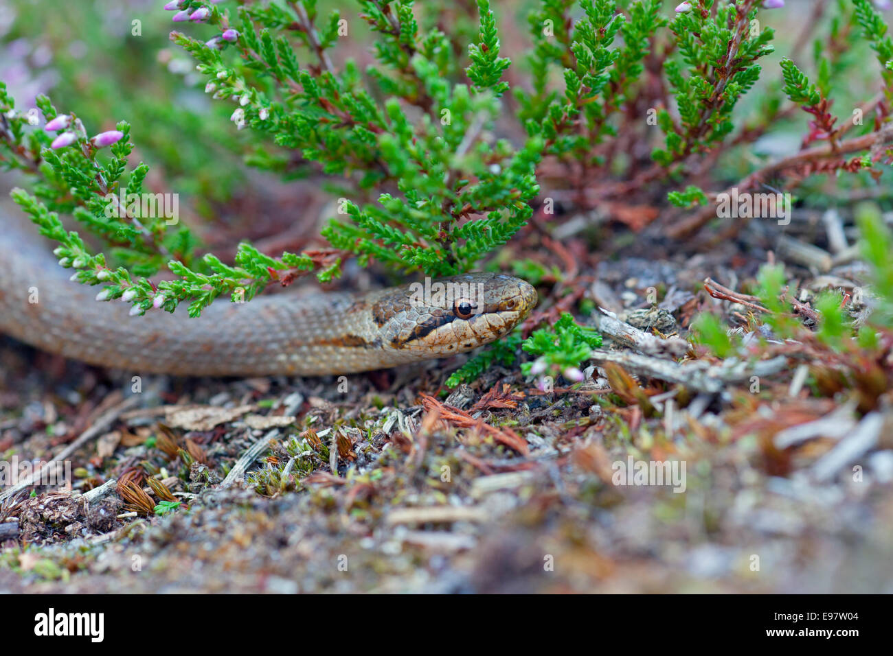 Glatte Schlange Coronella Austriaca auf Hartland Moor Dorset Stockfoto