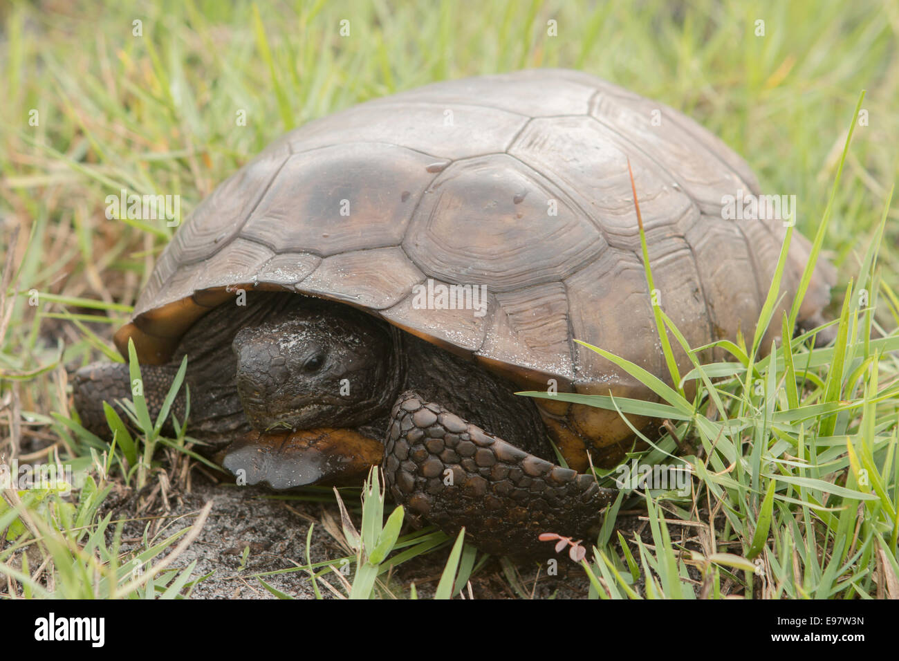 Gopher-Schildkröte im Grass - Gopherus polyphemus Stockfoto