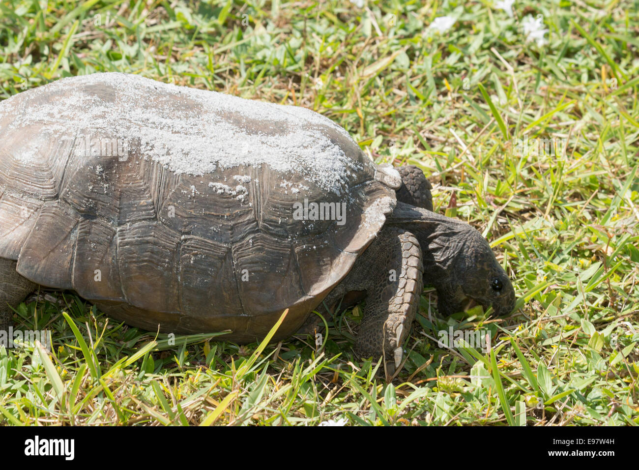 Gopher-Schildkröte Essen Grass - Gopherus polyphemus Stockfoto