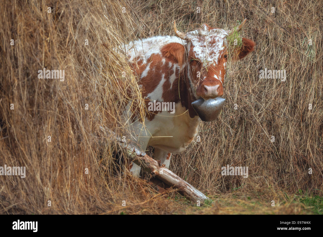 lustige Kuh im Heu closeup Stockfoto