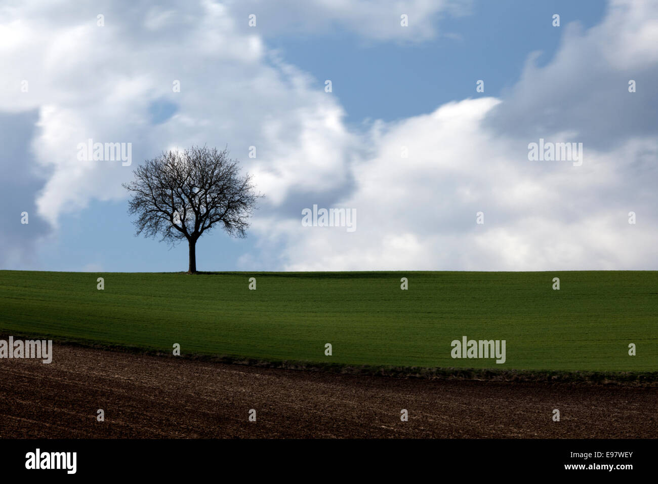 ein Baum auf ein Feld Stockfoto