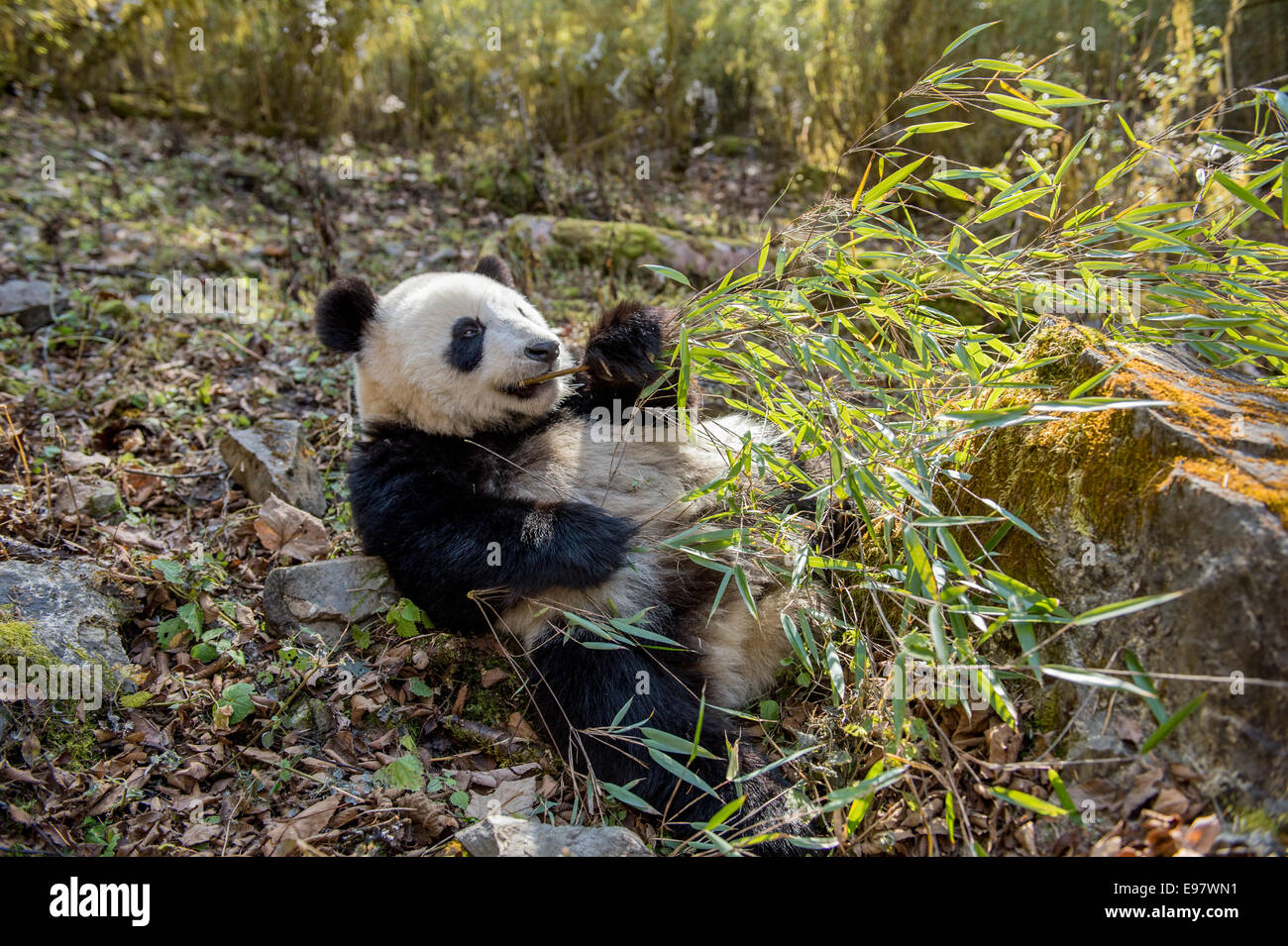 Ein in Gefangenschaft geboren Panda Spaziergänge durch die Deng Sheng Wald in Sichuan China. In freier Wildbahn ist der große Panda eine terrestrische ani Stockfoto