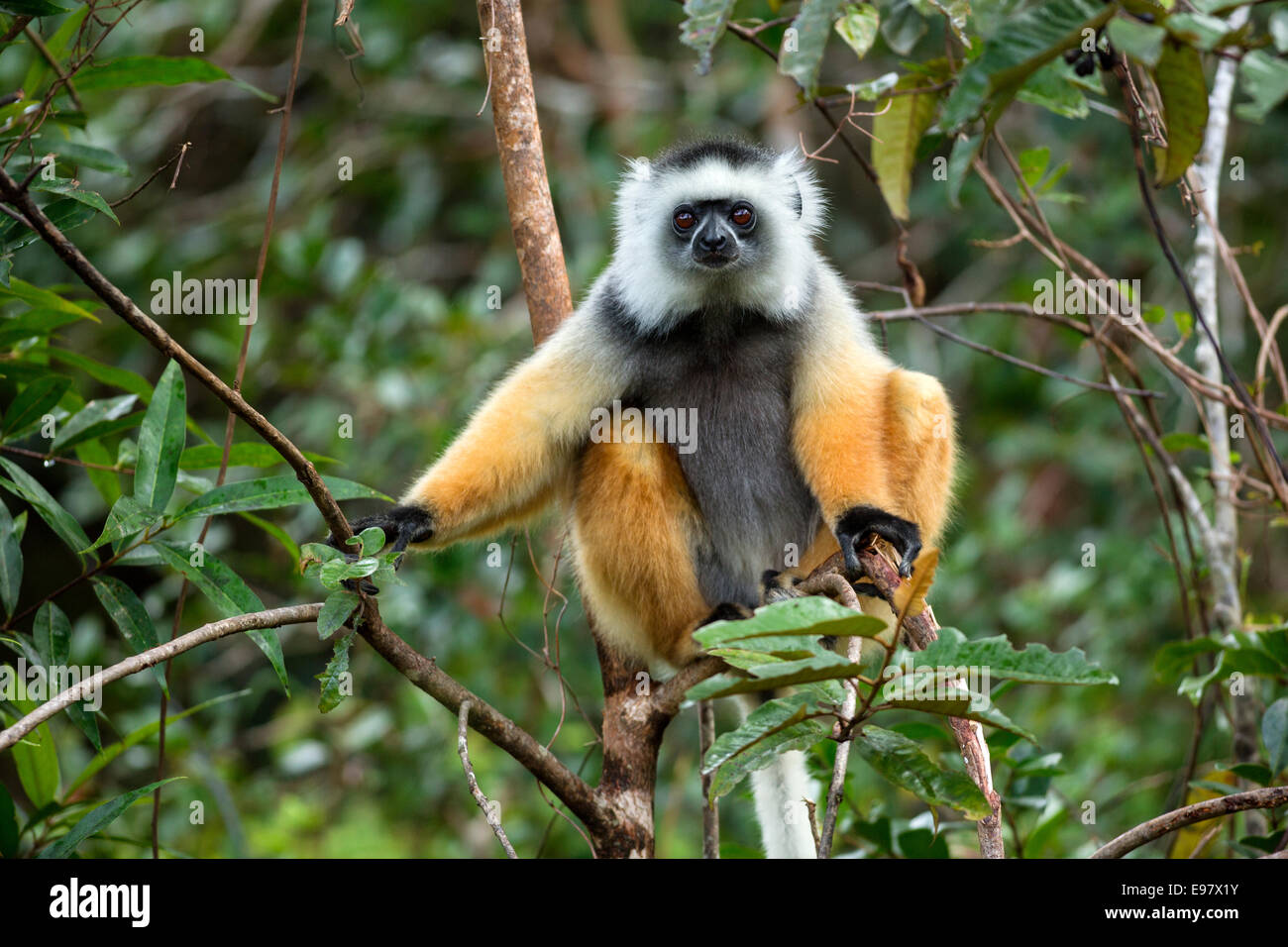 Lemur, Diademed Sifaka, Propithecus Diadema, Vakôna Forest Lodge, Andasibe, Madagaskar Stockfoto