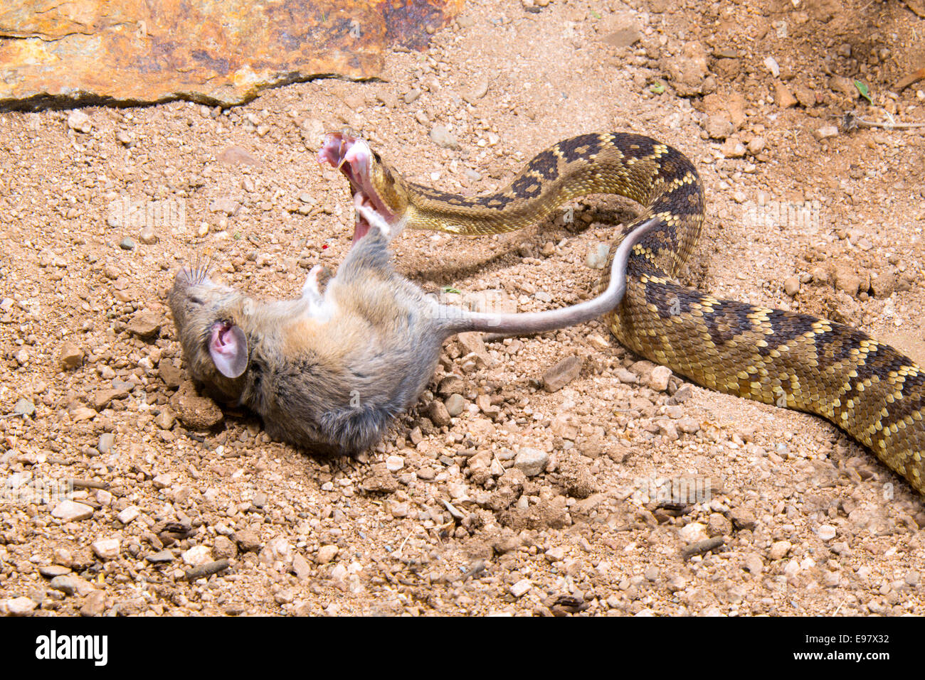 Schwarz-angebundene Klapperschlange Crotalus Molossus Molossus Tucson, Pinal County, Arizona, USA 4 Oktober Erwachsene auffällig Stockfoto