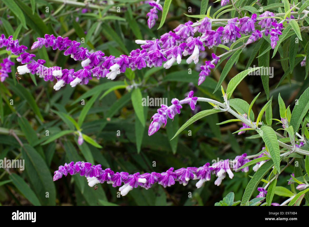 Blütenstände des half-hardy mexikanischen Busch Salbei, Salvia leucantha Stockfoto