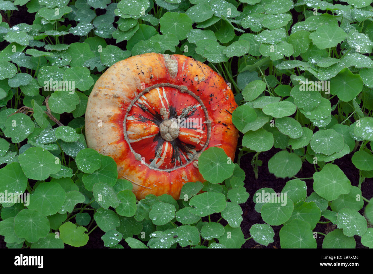 Turban Squash Gattung Cucurbita Reife Früchte im Herbst Stockfoto