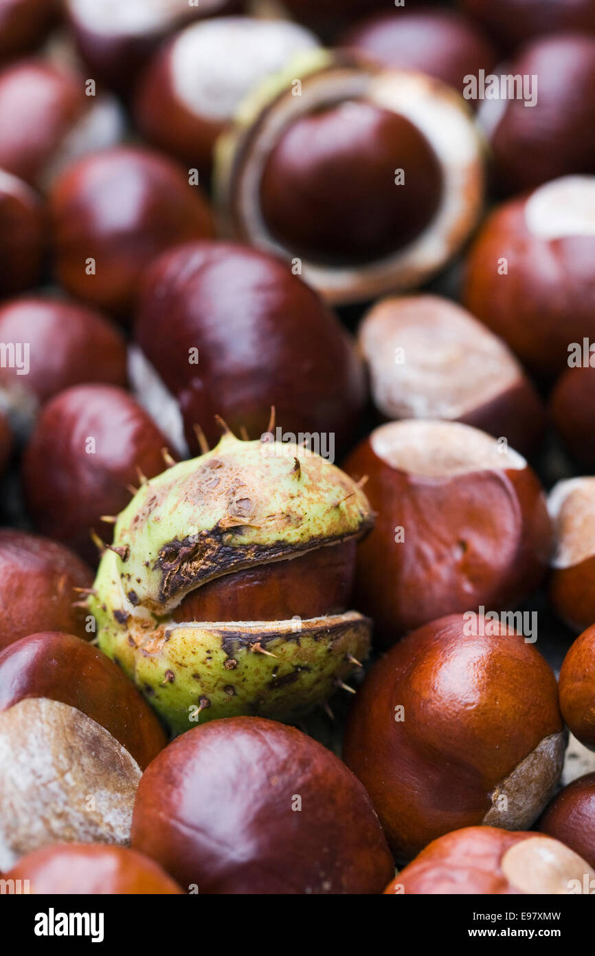 Aesculus Hippocastanum.  Eine Sammlung von Kastanien. Stockfoto