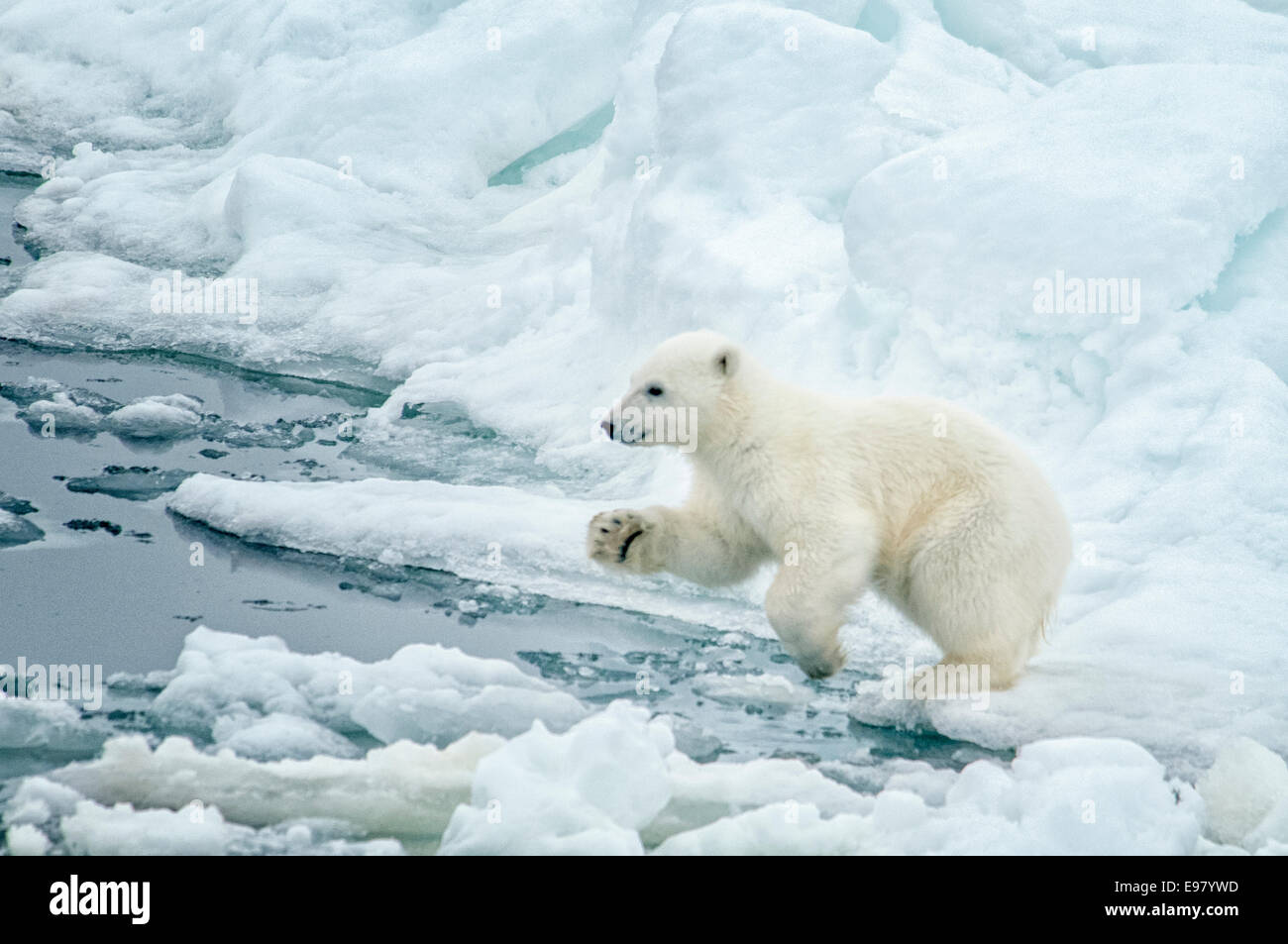 Niedliche Polar Bear Cub, Ursus Maritimus, springen von einer Eisscholle auf dem Packeis Olgastretet, Spitzbergen, Norwegen Stockfoto