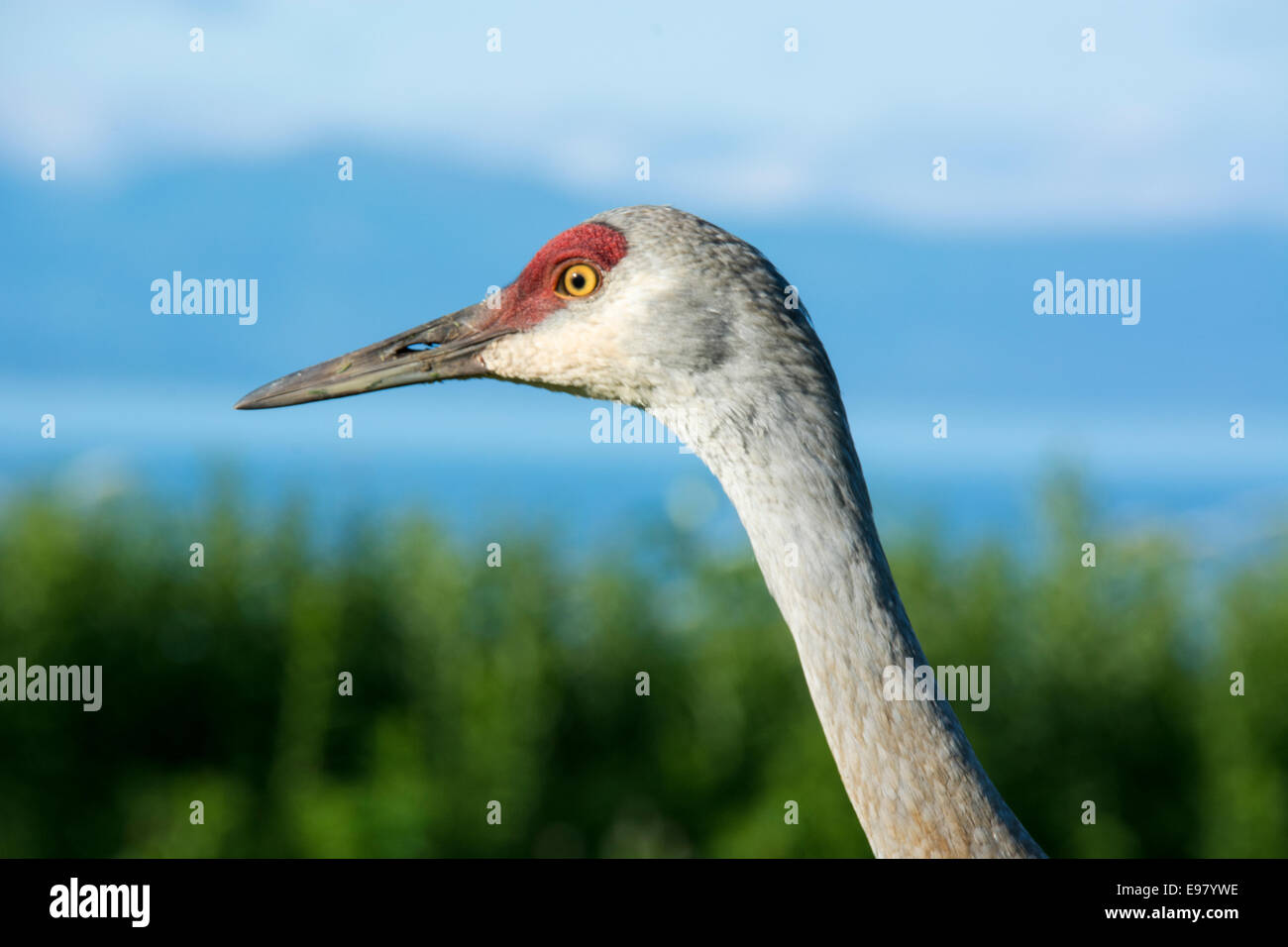 Nahaufnahme des Kopfes von einem Sandhill Kran Grus Canadensis zeigt Himmel durch die Nasenlöcher (Nase). Homer, Alaska, USA Stockfoto