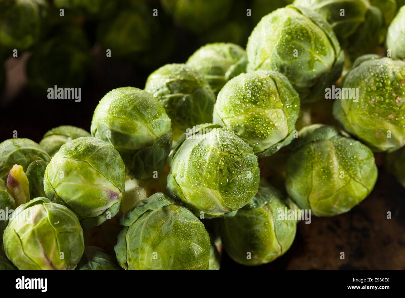 Rosenkohl auf der pflanze -Fotos und -Bildmaterial in hoher Auflösung ...
